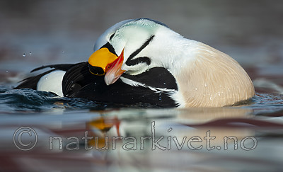 BB 12 0476 / Somateria spectabilis / Praktærfugl